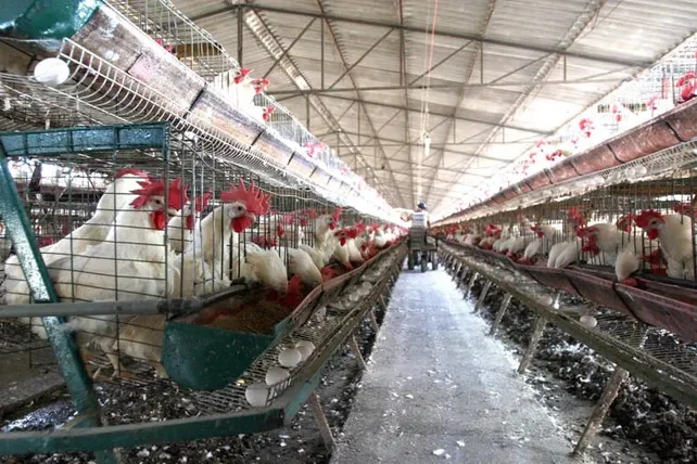 gallinas